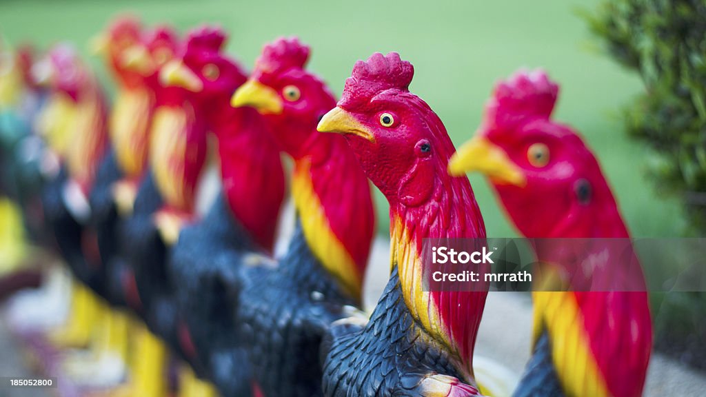 pollo - Foto stock royalty-free di Agricoltura