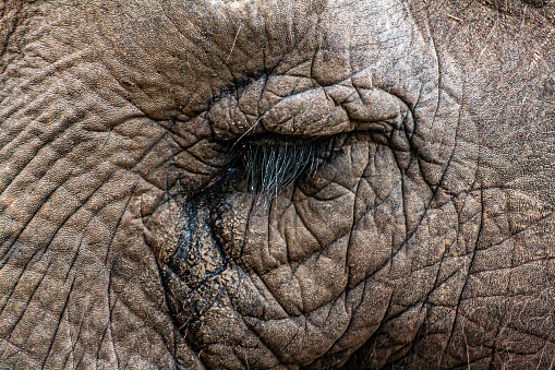 Extreme closeup of an Asian elephant's eye and wrinkled skin