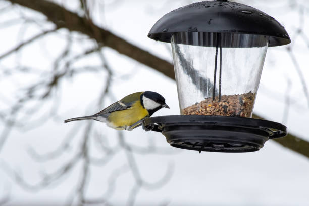 istock Small bird perched atop a bird feeder in a natural outdoor setting. 1850528538