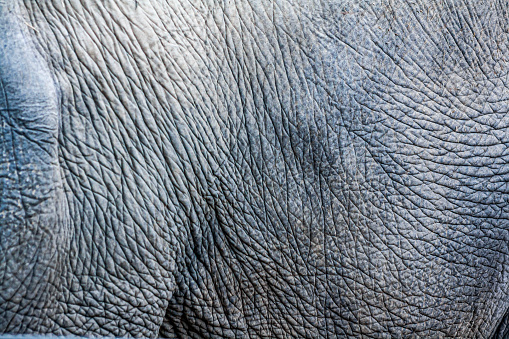 Detail close-up of an Asian elephant's wrinkled skin