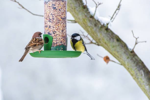 istock Birds perched on top of a bird feeder with a blooming tree in the background. 1850528548