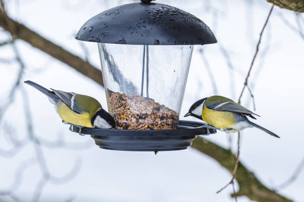 istock Birds perched on top of a bird feeder with a blooming tree in the background. 1850528552