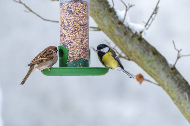 istock Birds perched on top of a bird feeder with a blooming tree in the background. 1850528556