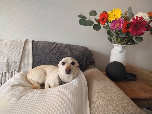 istock Chihuahua with flowers 1850529580