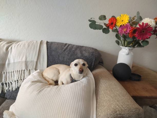 Chihuahua and flowers