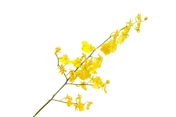 istock Butterfly orchid isolated on a white background. 1850535872