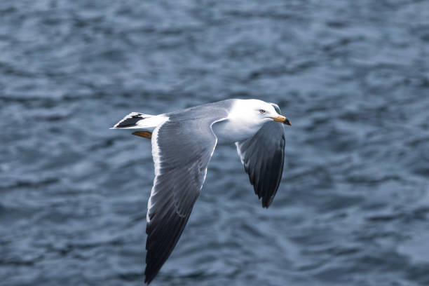 istock Black-tailed gull in flying on the sea. 1850535874
