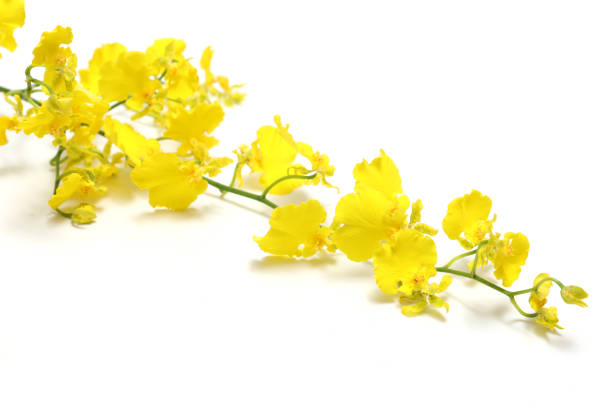 istock Butterfly orchid isolated on a white background. 1850536395