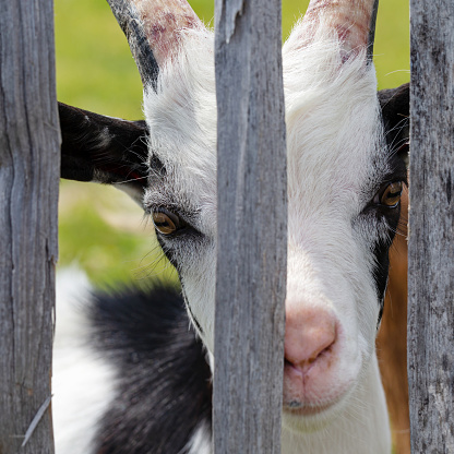 Closeup of goat standing in grass field on a late summer afternoon