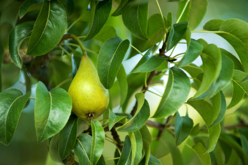 A pear tree branch with fruits on it