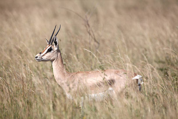 istock Grant Gazelle in Serengeti 185054500