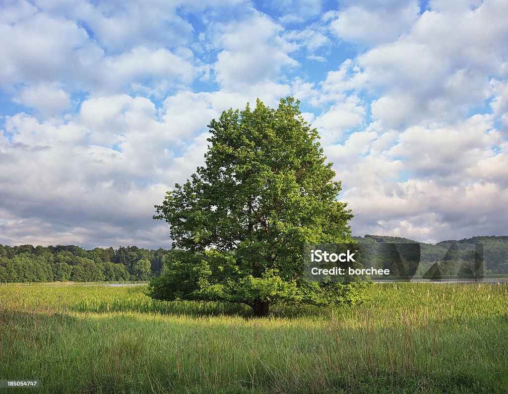 Lonely árvore - Foto de stock de Ajardinado royalty-free