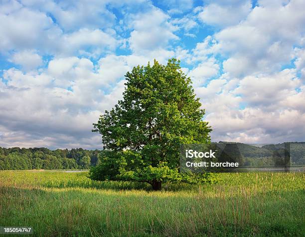 Foto de Lonely Árvore e mais fotos de stock de Ajardinado - Ajardinado, Azul, Beleza natural - Natureza