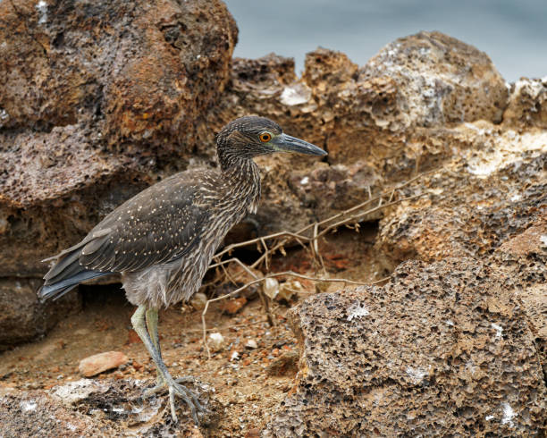 Yellow-crowned Night Heron, Galápagos Islands, Ecuador Yellow-crowned Night Heron, El Barranco, Genovesa Island, Galápagos Islands, Ecuador lava heron bird galapagos islands ecuador stock pictures, royalty-free photos & images