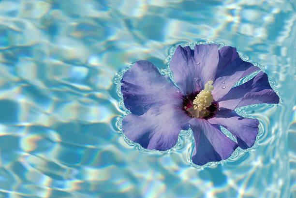 istock Purple Hibiscus Flower Floating on Water 185055971