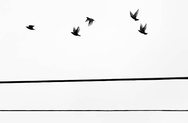 Starlings animazione Flyby - foto stock