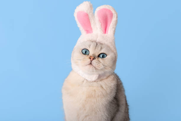 istock Funny white cat in hat with bunny ears on blue background 1850560884