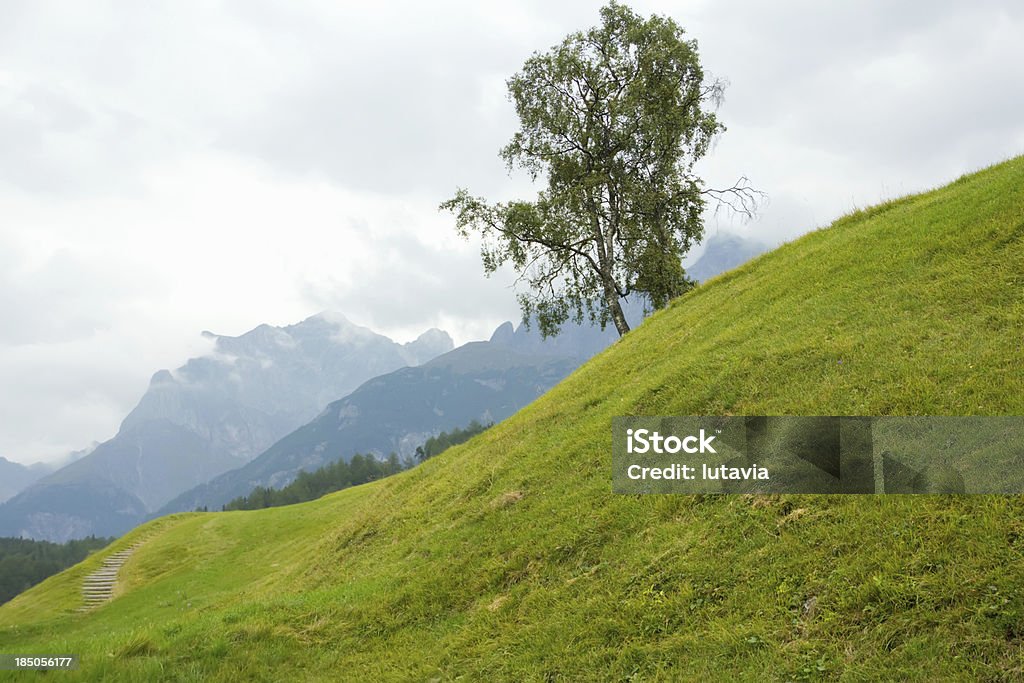 Krajobraz z drzew brzozy na tle gór - Zbiór zdjęć royalty-free (Alpinizm)