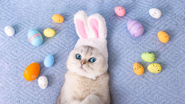 istock Cute white cat in hat with bunny ears lie on bed with colorful eggs on blue background 1850561939