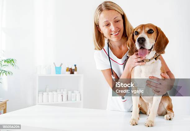 Giovane Maschio Veterinario Abbracciare Bellissimo Cane Beagle - Fotografie stock e altre immagini di Veterinario