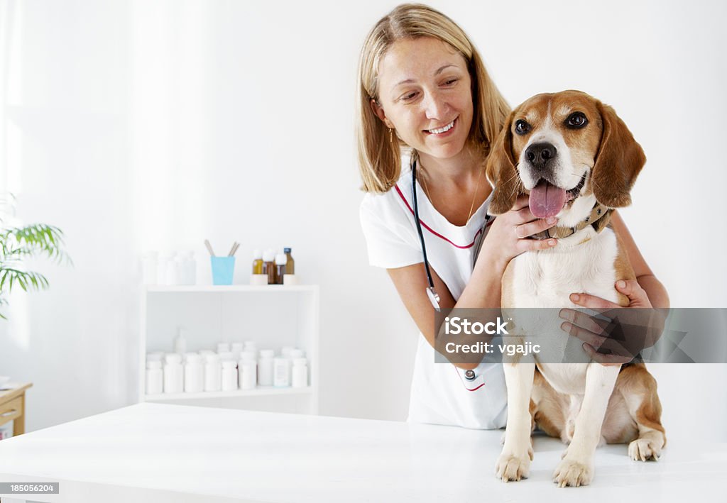 Młody lekarz weterynarii obejmować piękny mężczyzna Dog, Beagle - Zbiór zdjęć royalty-free (Weterynarz)