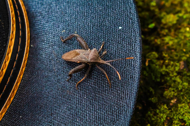 istock Black leaf bug in Sierra de Guadalupe state of Mexico, acanthocephala terminalis 1850565083