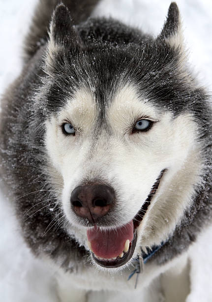 istock Happy Husky in Snowstorm 185056744