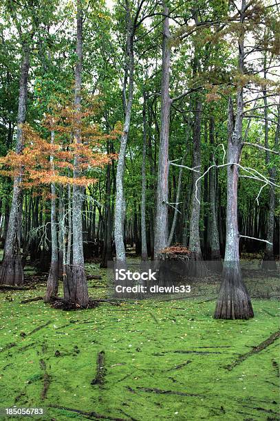 Деревья С Cypress Болото — стоковые фотографии и другие картинки Без людей - Без людей, Болото, Вертикальный