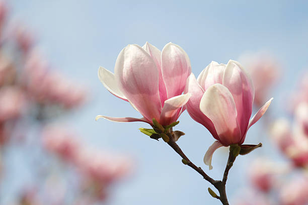 blooming magnolias stock photo