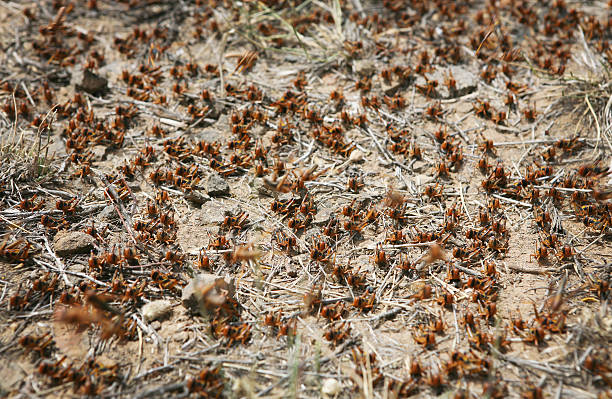 locusts in movimento - locust epidemic grasshopper pest foto e immagini stock