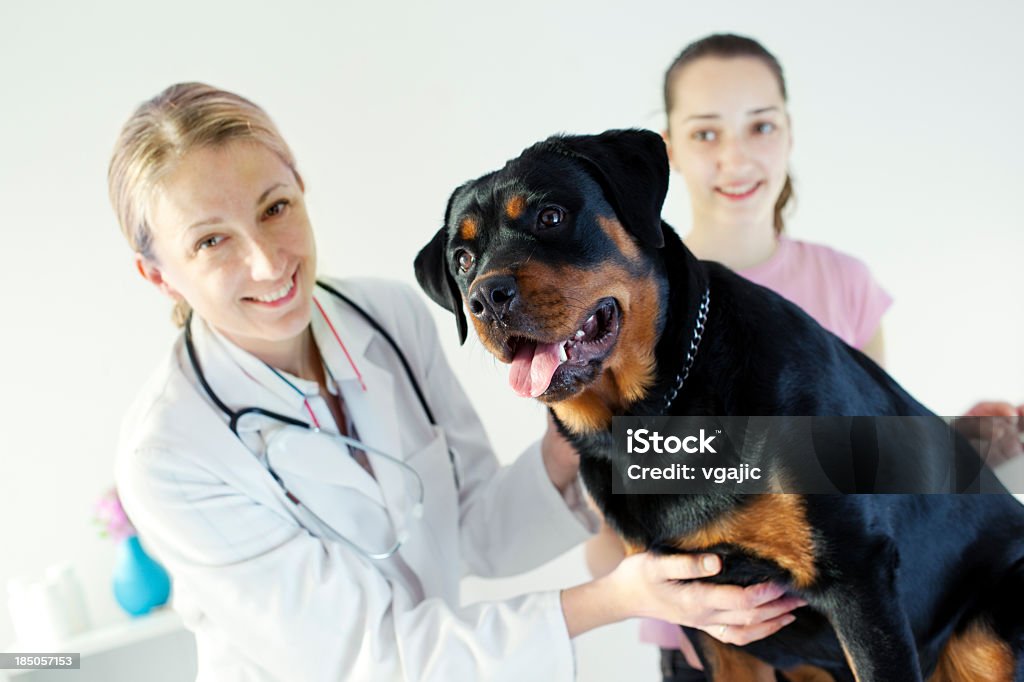 Veterinaria cane di Rottweiler esame medico con Stetoscopio - Foto stock royalty-free di 35-39 anni