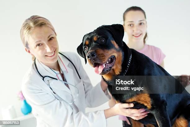 Veterinaria Cane Di Rottweiler Esame Medico Con Stetoscopio - Fotografie stock e altre immagini di 35-39 anni