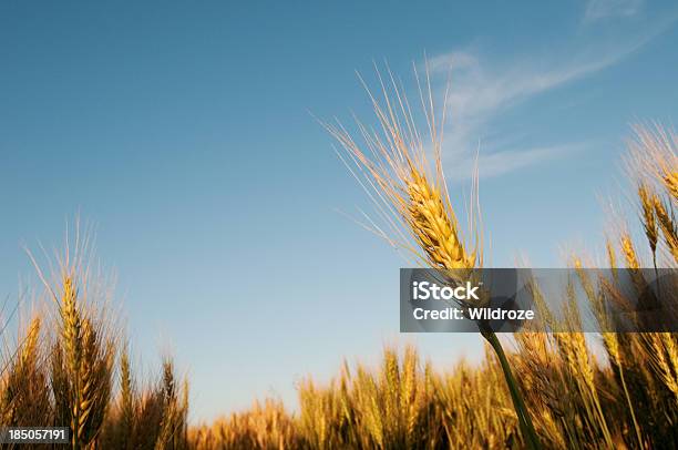 Stängel Von Reife Graininbereich Stockfoto und mehr Bilder von Saskatchewan - Saskatchewan, Weizen, Provinz Alberta