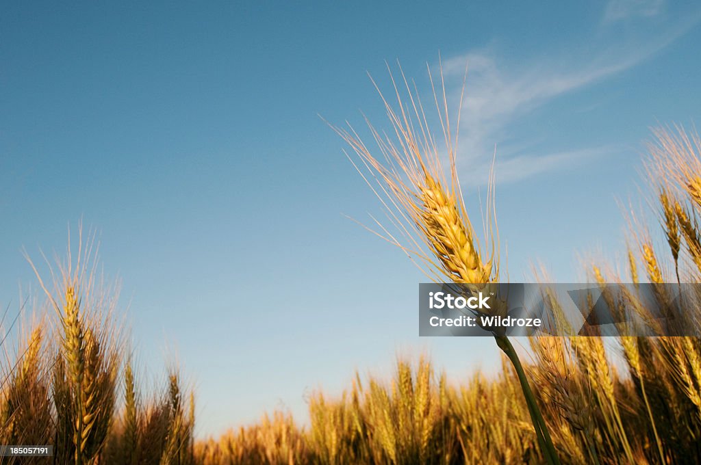 Caules de tomates em campo de Grãos - Royalty-free Saskatchewan Foto de stock