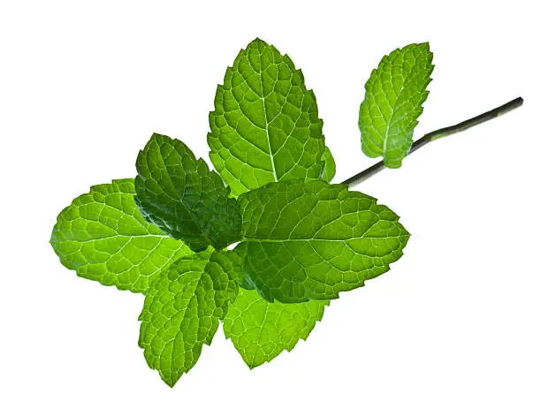 Photo of A sprig of mint leaves on a white background