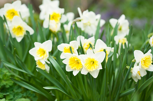 Blooming Flowers of yellow Narcissus. Blooming Daffodil and Leaves in Natural Environment.