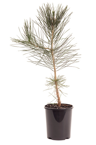Pinus thunbergii (Japanese Black Pine) in pot, isolated on white,