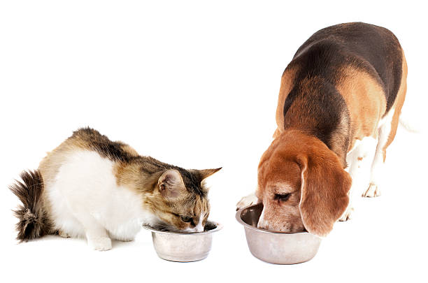 A cat and dog eating out of separate food bowls together stock photo