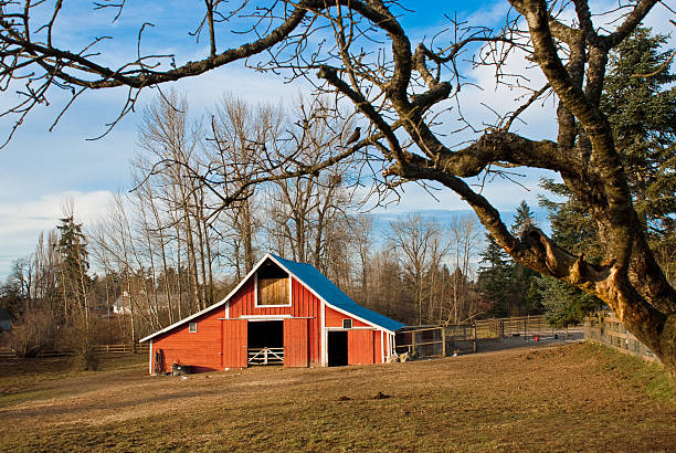 Weathered Red Barn at Sunset This well preserved barn is said to be over 100 years old. Here it is shown in the evening light. The historic barn sits on a small farm in Edgewood, Washington State, USA. jeff goulden puyallup washington stock pictures, royalty-free photos & images