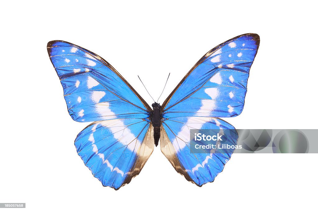 Blue Morpho Cypris Butterfly Blue Morpho Cypris Butterfly  (Origin Columbia) Butterfly - Insect Stock Photo
