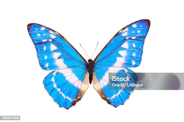 Blue Morpho Cypris Butterfly Stock Photo - Download Image Now - Butterfly - Insect, Metallic, Metal