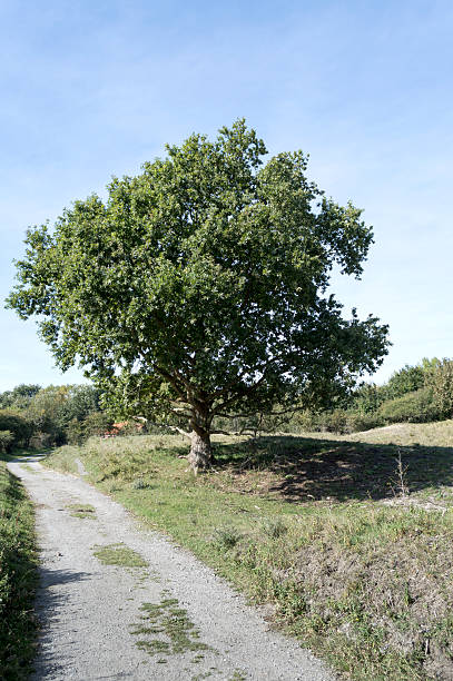 istock old oak in nature holland 185057681