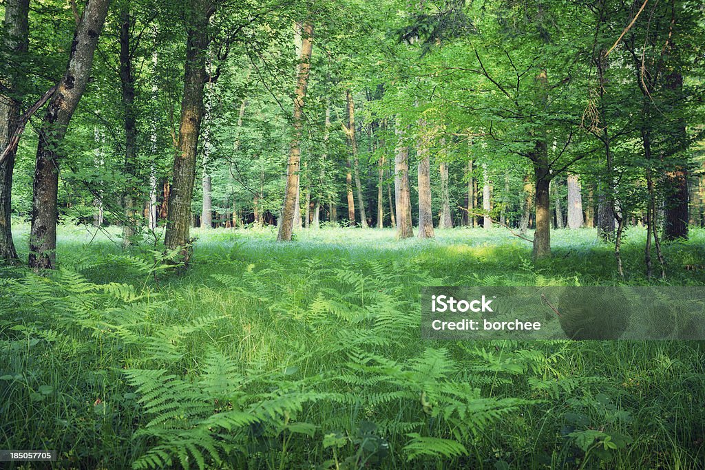 Floresta verde - Royalty-free Ao Ar Livre Foto de stock