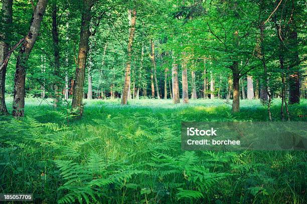 Floresta Verde - Fotografias de stock e mais imagens de Ao Ar Livre - Ao Ar Livre, Beleza, Beleza natural