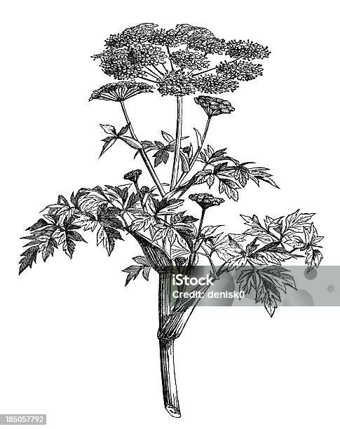 Angelica Stock Vektor Art und mehr Bilder von Botanik - Botanik, Chinesische Angelika, Petersilie