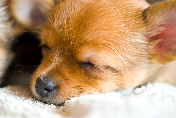 Sleeping Young puppies Young puppies newborn yorkie puppies stock pictures, royalty-free photos & images