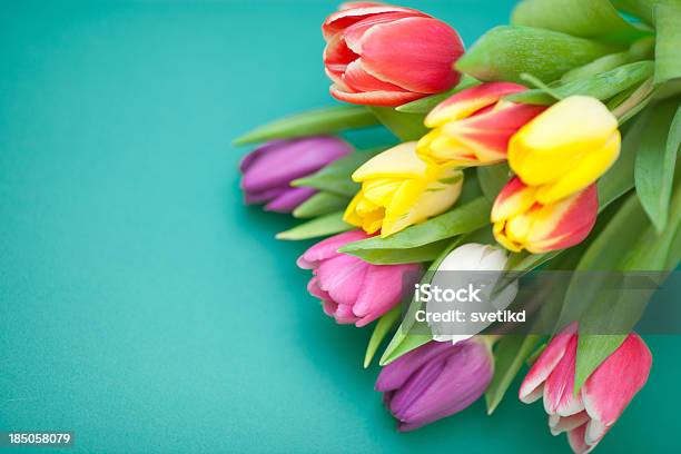 Primavera Túlipas - Fotografias de stock e mais imagens de Tulipa - Tulipa, Plano de Fundo, Primavera - Estação do ano