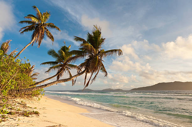 istock Beach palm trees idyllic desert island sunrise 185058304