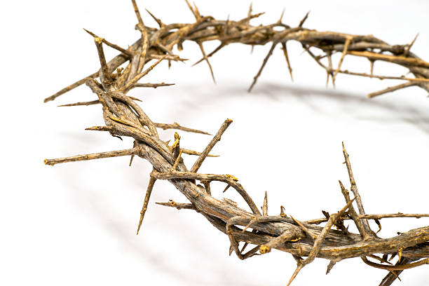 istock Crown of Thorns on a light background 185058401