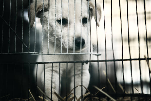 решетчатые щенок в зоомагазин, empress рынок - animal rights organization стоковые фото и изображения